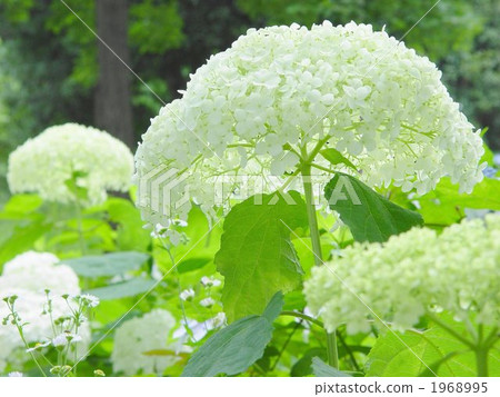 Jun。繡球花和繡球花14 Jun。繡球花和繡球花14 1968995