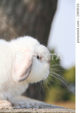 一隻兔子 一隻兔子 1969010