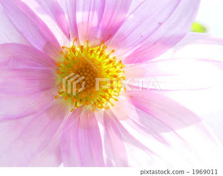 November Daliya and Asteraceae 27 1969011