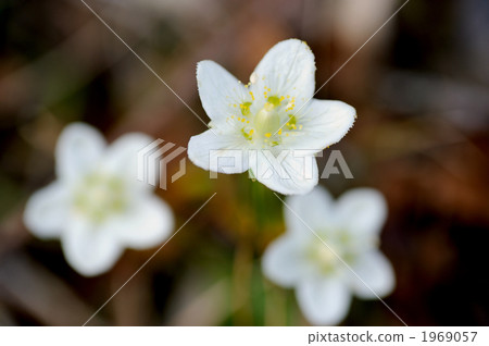 Umebachissau 1969057