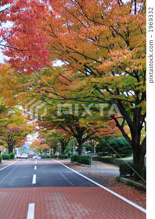 在新潟市美術館前面的秋葉 1969332