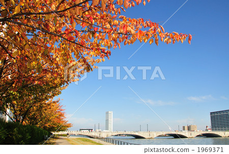 Autumnal leaves and Banjyo Bridge 1969371