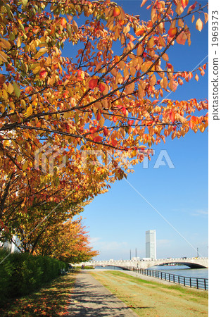 秋季葉子和Banjyo橋樑 1969373