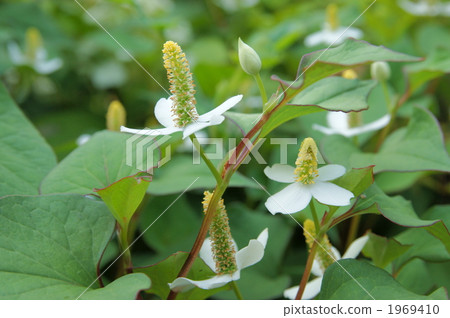 Hokkaido Hokkaido 1969410