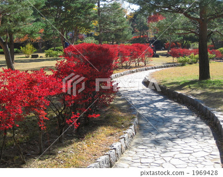 Autumn leaves walking path 1969428
