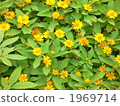 Melanpocium flower garden Melanpocium flower garden 1969714