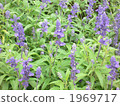 Lavender flower garden Lavender flower garden 1969717