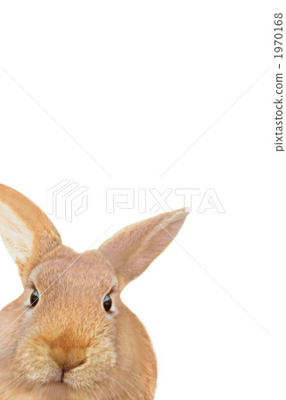 Rabbit Netherland Dwarf Vertical Rabbit Netherland Dwarf Vertical 1970168