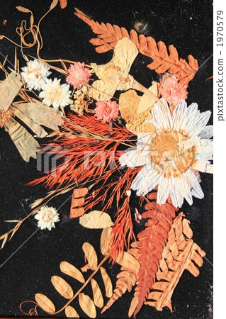 Pressed flowers in wetlands 1970579