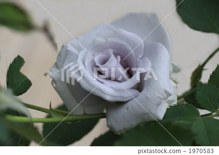 Blue Haven Blue Haven 1970583