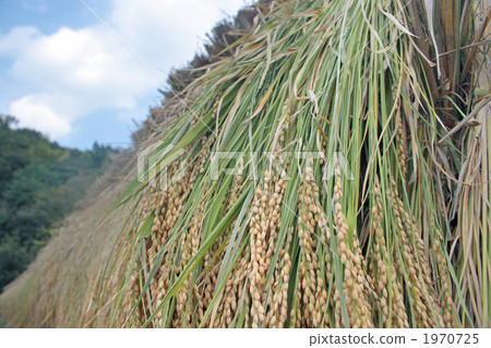 米烘乾了在藍天下 1970725