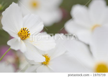 White cosmos in full bloom 1970739