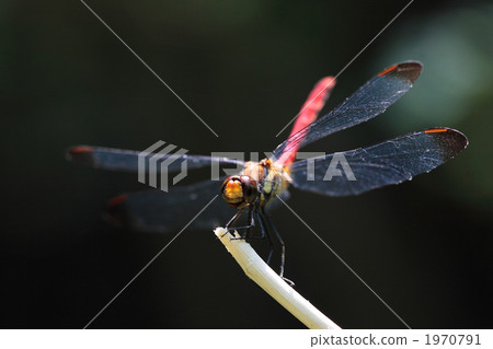 Up of Noshi Tombo 1970791