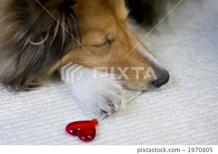 Sheltie和心臟狗和心臟 1970805