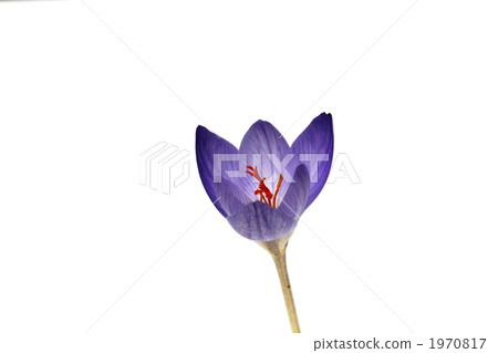 Crocus starting to bloom Crocus starting to bloom 1970817