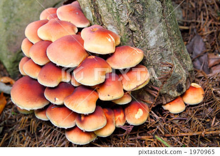 磚紅Hypholoma 1970965