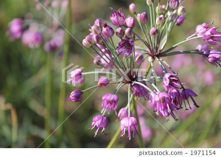 Rucks鮮花 Rucks鮮花 1971154