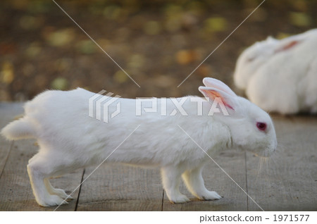 一隻兔子 一隻兔子 1971577