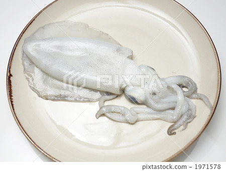 海鮮 海產品 烏賊 1971578