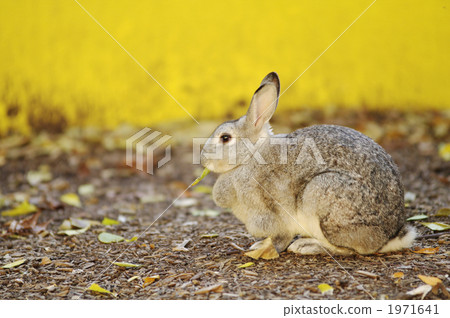 A rabbit 1971641