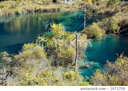 九寨溝樹林海 1971708