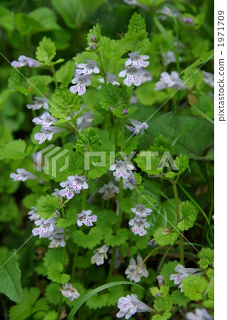 牡蠣喙 牡蠣喙 1971709