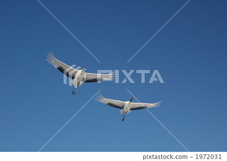 crane, cranes, japanese crane 1972031