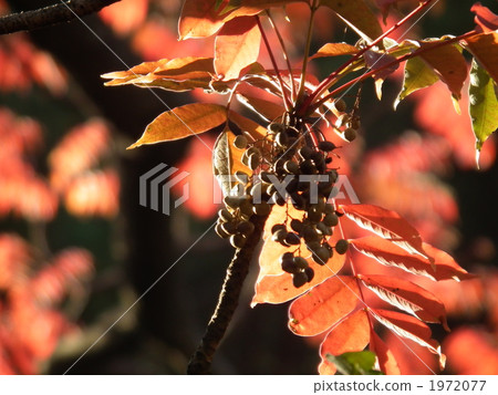 Autumn leaves of red squirrel and fruit of a fish 1972077