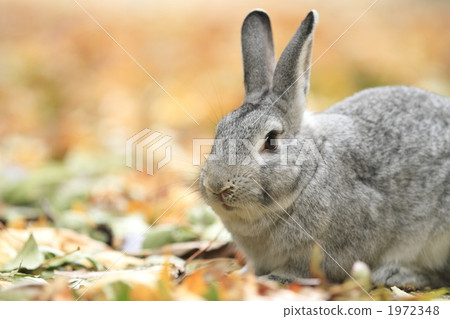 落葉和兔子 落葉和兔子 1972348