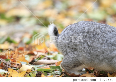 Deciduous leaves and rabbits 1972350