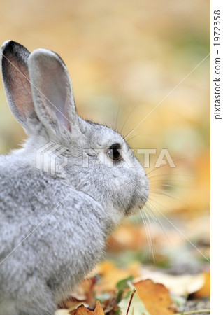 Deciduous leaves and rabbits 1972358