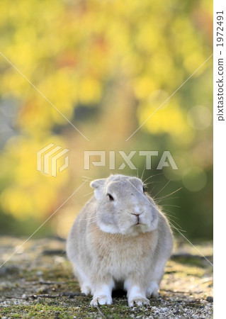 Autumn rabbit 1972491
