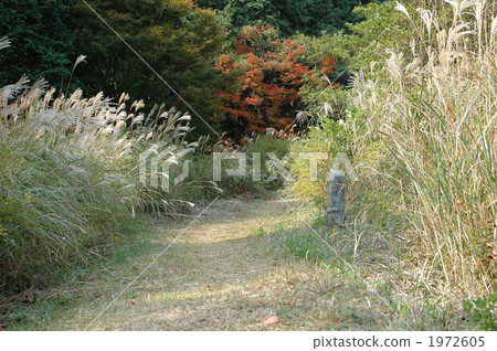 Stone Buddha Road 1972605