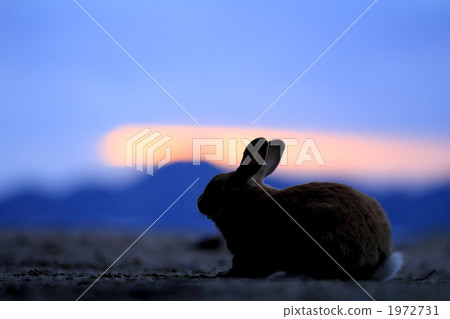 Rabbit at dusk Rabbit at dusk 1972731