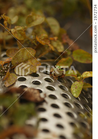 amphibian, amphibians, an amphibian 1972734