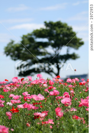 罌粟花 花朵 花 1972953