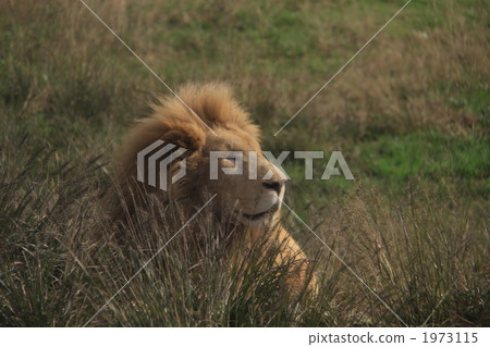獅子 獅子 1973115