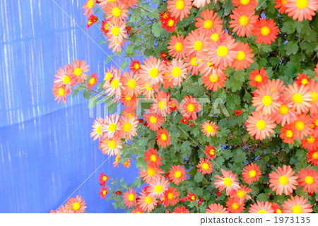 Kikumi's flower 1973135