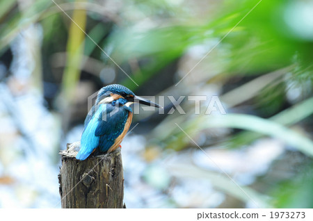 在水邊的金魚 在水邊的金魚 1973273