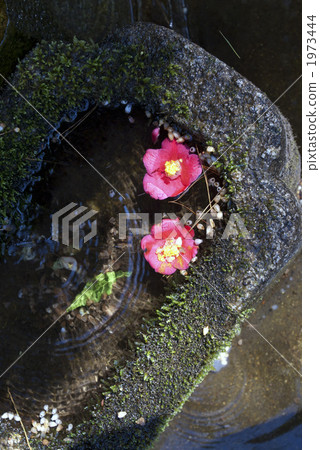 Kyoto Higashiyama Bunkoin Camellia Two wheel Kyoto Higashiyama Bunkoin Camellia Two wheel 1973444