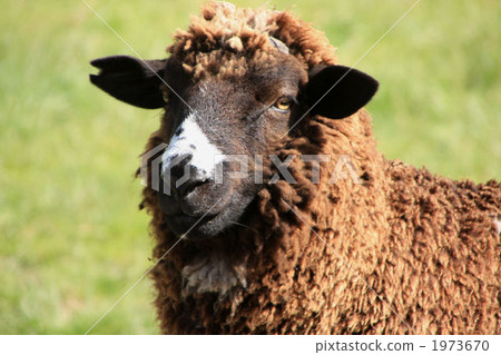 Sheep 1973670