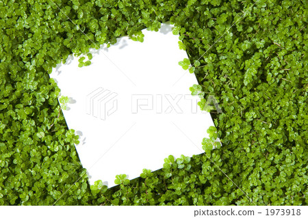 白色紡織品和年輕人葉子紋理 白色紡織品和年輕人葉子紋理 1973918