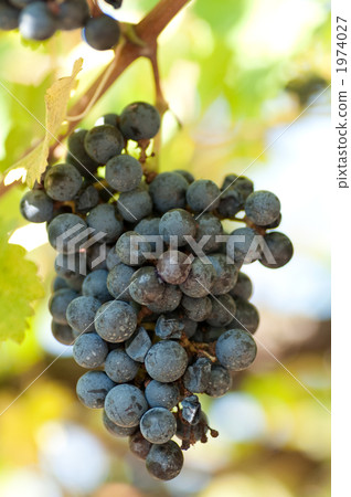 葡萄 1974027