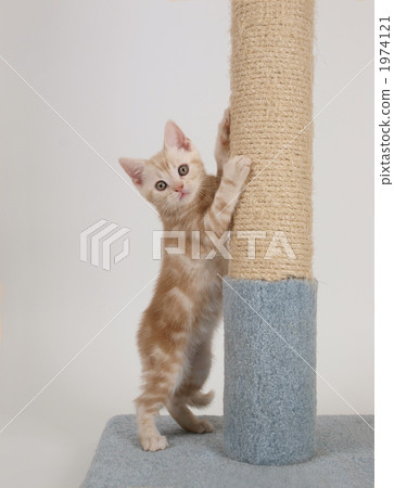 American short-hair kitten American short-hair kitten 1974121