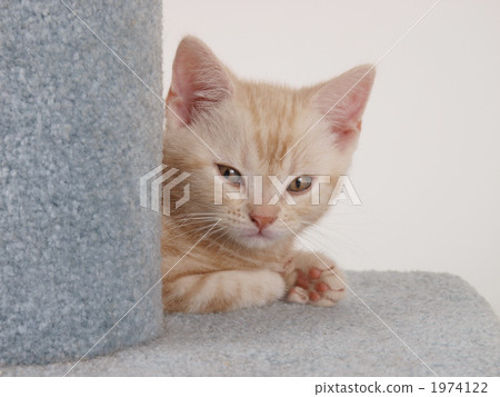 American short-hair kitten American short-hair kitten 1974122