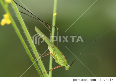 Asegrot Rumous 1974216