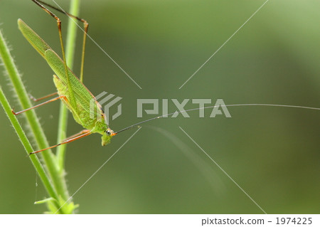Asegrot Rumous 1974225