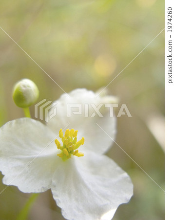 Agnatus之花（半受威脅物種） 1974260