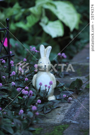 Rabbit  1974374
