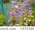 purple fruit, after the rain, botanic 1974386